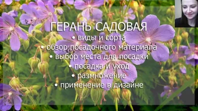 Садовые герани в ландшафтном дизайне