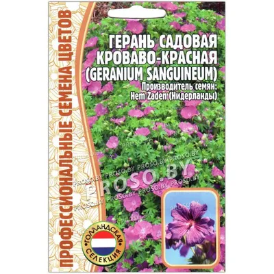 Пеларгония (герань) садовая Пинто Королева Евросемена