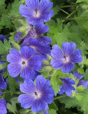 Герань садовая Макс Фрай (Geranium sanguineum Max Frei) С1,5 — Питомник  Летний сад