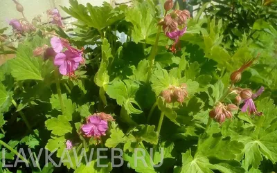 Герань садовая Саммер Скайс (Geranium Summer Skies) С1,5 — Питомник Летний  сад