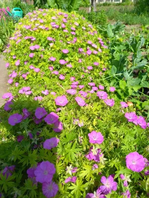 Герань (пеларгония садовая) генетически компактная (Pelargonium x hortorum)