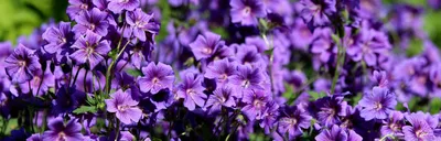 Купить Герань садовая (Geranium) , недорого