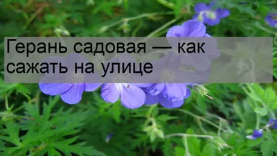 Герань: посадка и уход (цветок для «ленивых»)