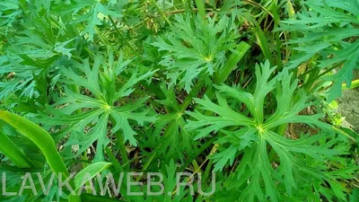 Герань многолетняя Rozanne — Розанна — Рассада цветов и овощей.