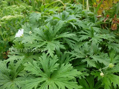Герань садовая Блек Бьюти (Geranium pratense Black Beauty) купить с  доставкой по Беларуси \"BuonRoza \"