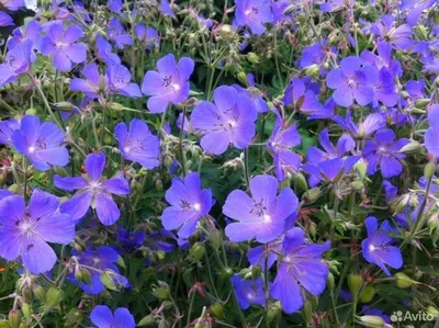 Герань луговая купить ⋆ Цветы для сада ⋆ blumgarden.ru