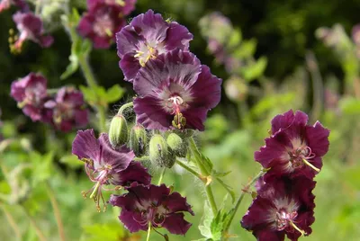 Герань темная Springtime Geranium phaeum - купить сорт в питомнике, саженцы  в Санкт-Петербурге