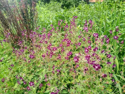 Герань темная \"Самобор\", Geranium phaeum, \"Samobor\"