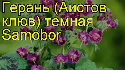 Герань темная Самобор: купить в Москве саженцы Geranium phaeum Samobor в  питомнике «Медра»