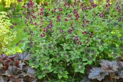 Герань темная Самобор (Geranium phaeum Samobor) Р9 — Питомник Летний сад