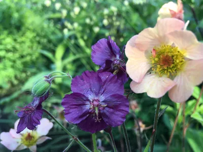 Вертикордия — Герань темно-бурая сорт \"Samobor\" (Geranium phaeum)