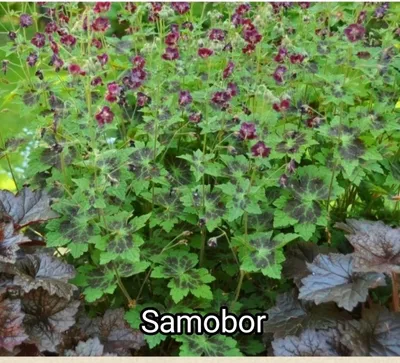 Вертикордия — Герань темно-бурая сорт \"Samobor\" (Geranium phaeum)