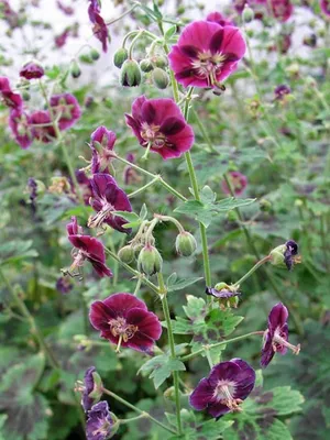 Герань ( Geranium ) многолетняя phaeum \"Samobor\" купить почтой в Одессе,  Киеве, Украине | Agro-Market