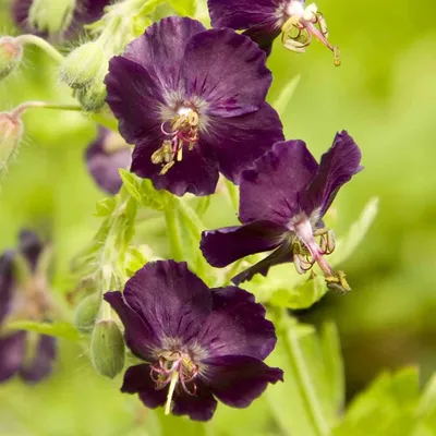 Вертикордия — Герань темно-бурая сорт \"Samobor\" (Geranium phaeum)