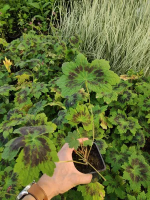 Geranium phaeum var. phaeum 'Samobor' - PictureThis