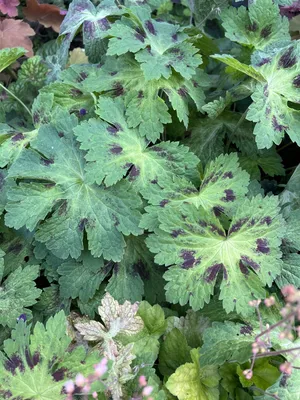 Герань темная Springtime Geranium phaeum - купить сорт в питомнике, саженцы  в Санкт-Петербурге