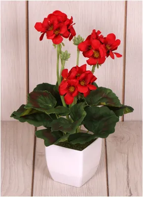 Пеларгония плющелистная (Герань) (Pelargonium peltatum) в кашпо — Рассада  цветов и овощей.