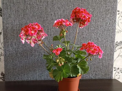 Купить Искусственные цветы Герань красная в горшке /Искусственные цветы для  декора/ Декор для дома по выгодной цене в интернет-магазине OZON.ru  (169467367)