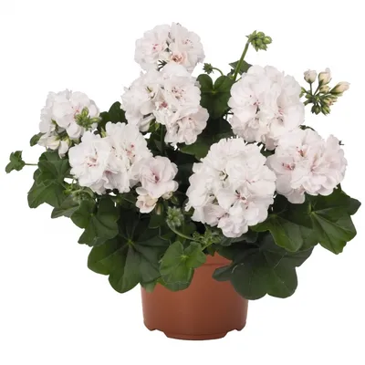 Искусственные цветы для декора Герань в кашпо Миндаль 11381179 купить за 1  337 ₽ в интернет-магазине Wildberries