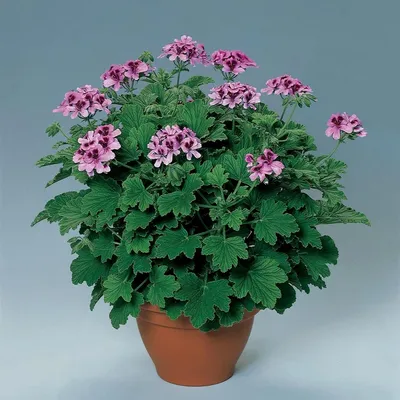 Герань \"Geranium Rozanne\" | LeafGarden