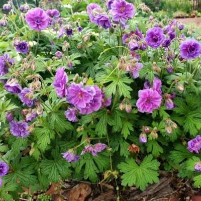 Семена Цветов Герань садовая кроваво-красная (Geranium Sanguineum) 3 сем.  купить