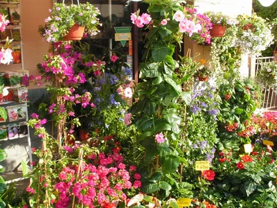 Герань Дабл Джевел (Double Jewel) купить в blumgarden.ru