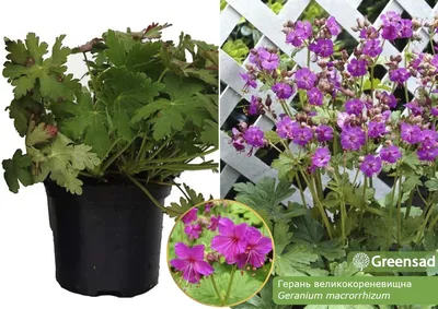 Герань кроваво-красная Album - Герань - GardenPlants