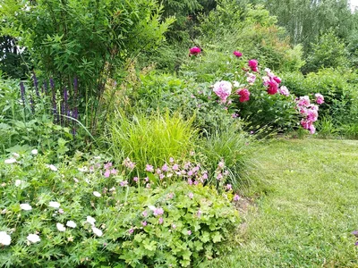 Герань \"Geranium Rozanne\" | LeafGarden