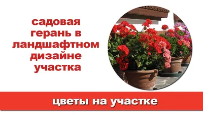 Садовая герань многолетняя: фото, сорта и описание