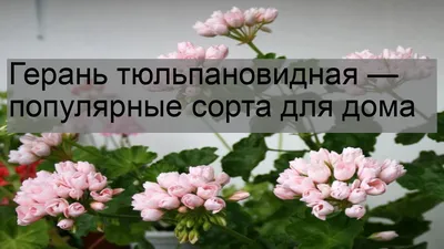 Обрезка герани: правила, техника. Ошибки при обрезке и уходе за геранью