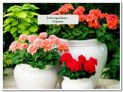 Пеларгония садовая (Pelargonium hortorum) - PictureThis