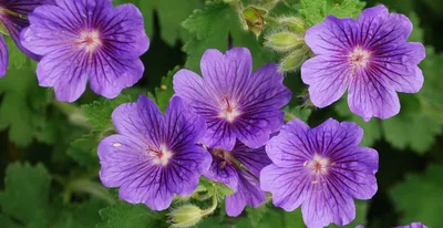 Герань / Пеларгония (Pelargonium) - хороша и на подоконнике и в летнем саду