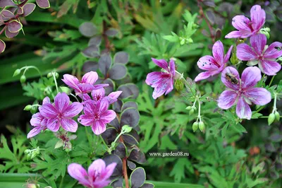 Пеларгония Зональная (Герань) (Pelargonium zonale) в кашпо — Рассада цветов  и овощей.