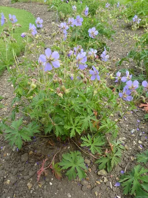 Герань (пеларгония садовая) (Pelargonium x hortorum)