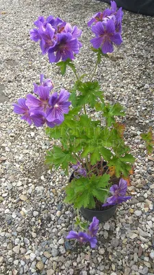 Герань великолепная 'Rosemoor' (Geranium magnificum 'Rosemore')