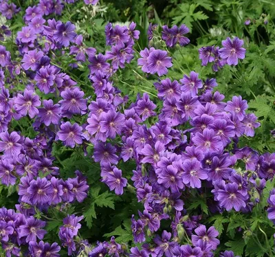 Герань великолепная \"Роземур\" (Geranium magnificum \"Rosemoor\") - Питомник и  Садовый центр Русские Деревья