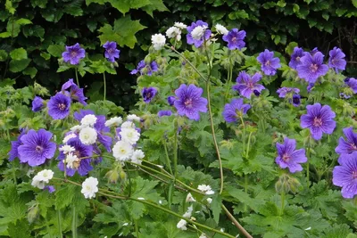 Школа Цветоводства - ГЕРАНЬ САДОВАЯ Садовые герани (Geranium) — поистине  великолепные растения. Многолетние и холодостойкие, почти не требующие  ухода после посадки, тенелюбивые и засухоустойчивые, садовые герани даже  размножаются самостоятельно ...