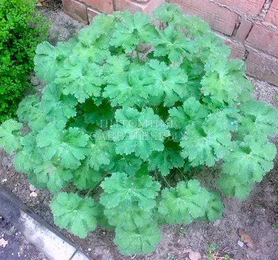 Герань великолепная “Роземор” (Geranium x magnificum “Rosemoor”) купить в  Украине на Roslynky.Market