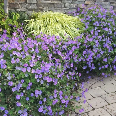 Герань великолепная \"Роземур\" (Geranium magnificum \"Rosemoor\") - Питомник и  Садовый центр Русские Деревья