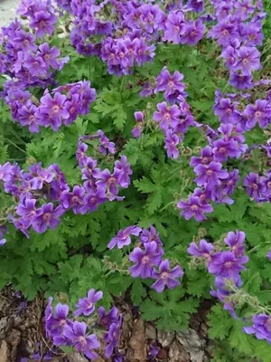 Герань великолепная “Роземор” (Geranium x magnificum “Rosemoor”) купить в  Украине на Roslynky.Market