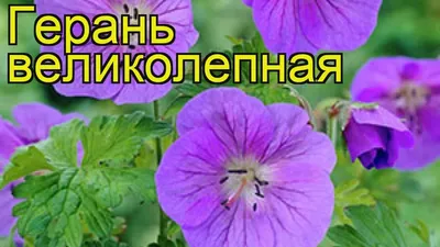 Герань великолепная 'Anemoniflorum' - Aiasõber