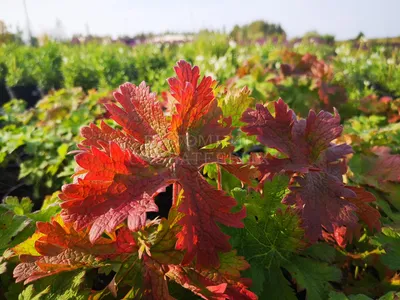 Герань великолепная “Роземор” (Geranium x magnificum “Rosemoor”) купить в  Украине на Roslynky.Market