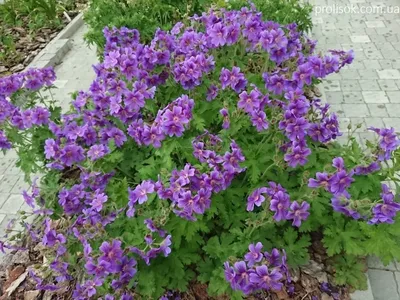 ᐅ Герань великолепная \"Роземор\" (Geranium x magnificum \"Rosemoor\") купить  по цене производителя ✓доставкой почтой в магазине ❀Пролисок❀ Украина -  Интернет-магазин «Пролисок» - садовые растения почтой