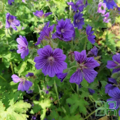 Герань великолепная / Geranium magnificum