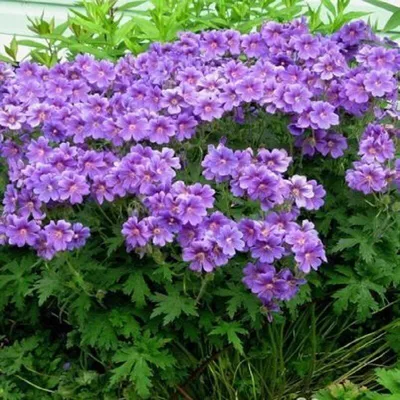 Герань великолепная \"Роземур\" (Geranium magnificum \"Rosemoor\") - Питомник и  Садовый центр Русские Деревья