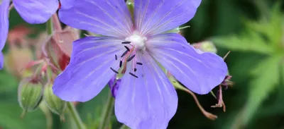 Вертикордия — Герань великолепная \"Blue Blood\" (Geranium x magnificum)