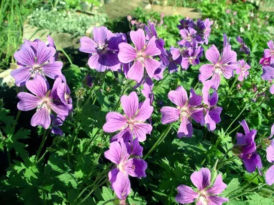 Герань луговая (Geranium pratense) - Герань великолепная - Герань -  Многолетние цветы - Библиотека - LESKOVO-PITOMNIK.ru