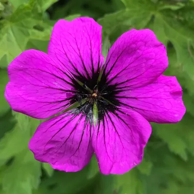 Герань великолепная \"Роземур\" (Geranium magnificum \"Rosemoor\") - Питомник и  Садовый центр Русские Деревья