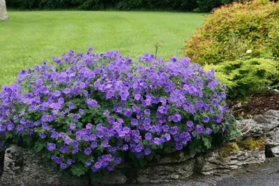 Герань садовая великолепная Роземур (Geranium macrorrhizum Rosemoor) купить  с доставкой по Беларуси \"BuonRoza \"