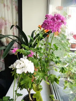 Комнатное растение \"Пеларгония ампельная\" купить по низкой цене в  интернет-магазине kashpo.store